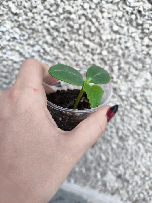 Продавам разсад от краставици.