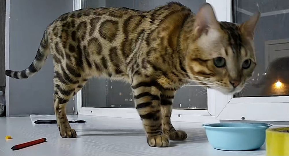 Бенгальские котята