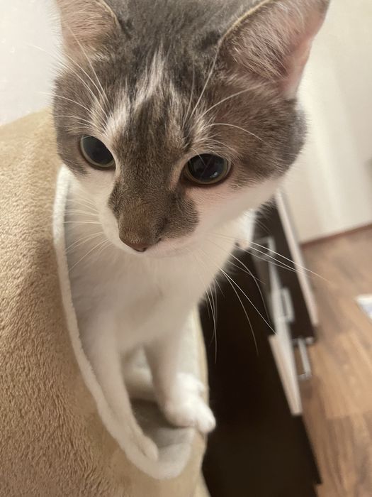Отдам кота в добрые руки