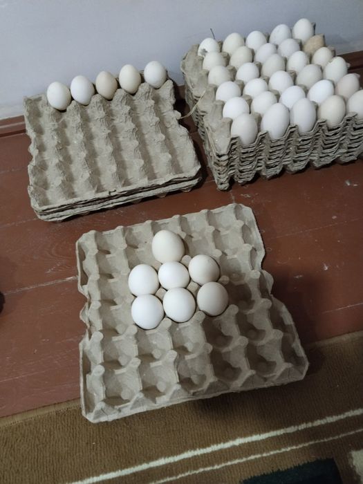 Qorashagzoda tuhumisotiladi 20000