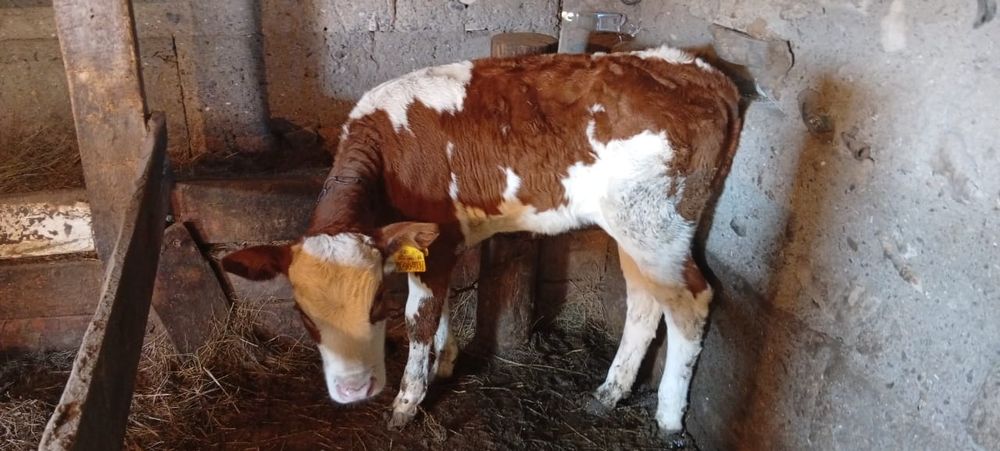 Продается 2х месячная телочка