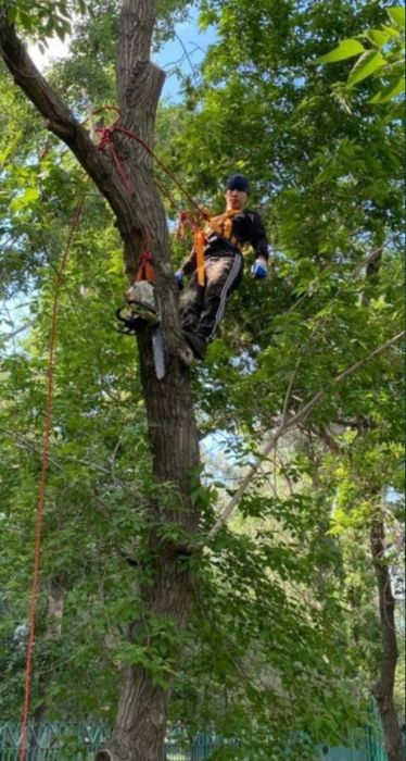 Спил деревьев . Обрезка