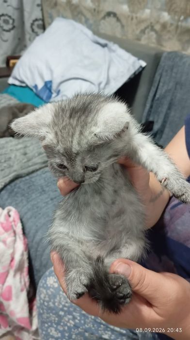 Продам котят котята все красивые