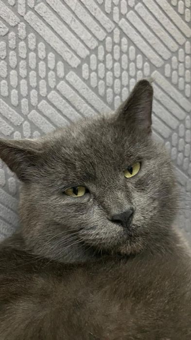 кот красивыи сера чорныи