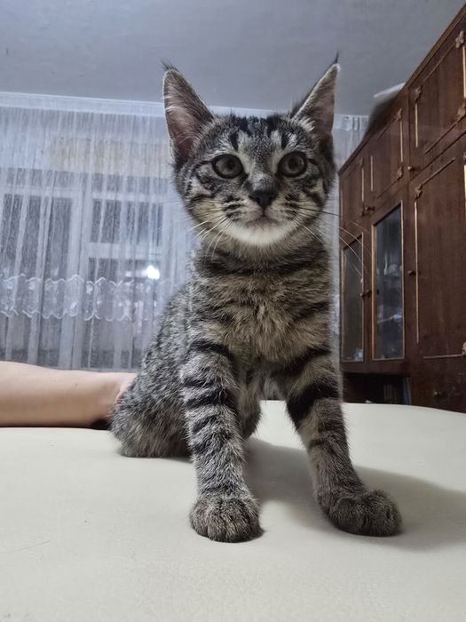 Помогите пристроить