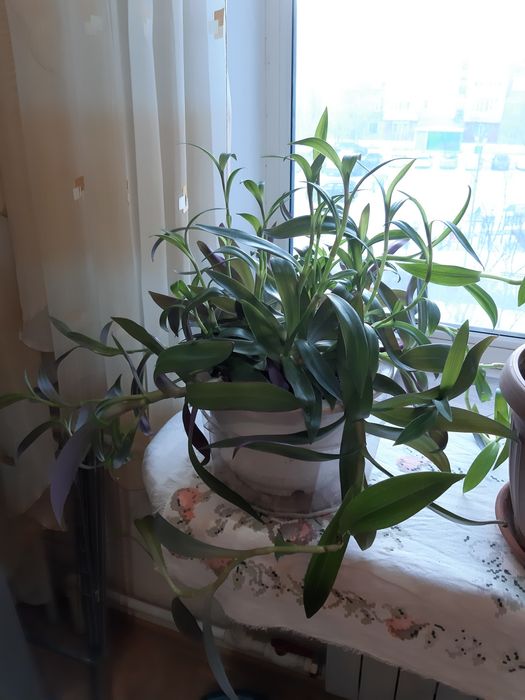 Комнатные цветы. Традесканция