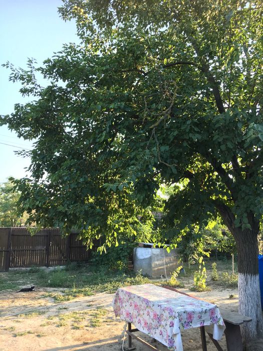 Refugiu la Dunăre: Casa batraneasca si teren generos cu livada