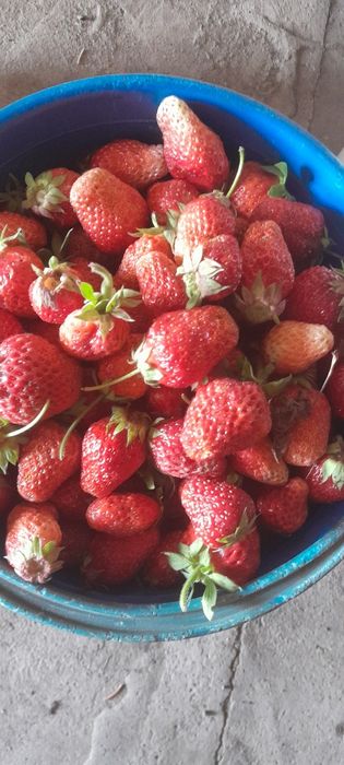 Продам клубнику дачную