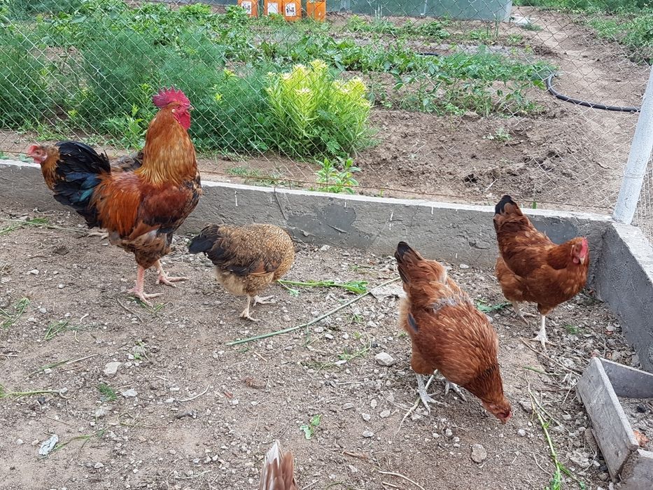 Продам домашних кур