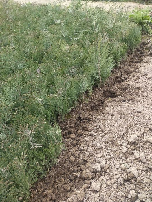 Туя китоб сенса бор