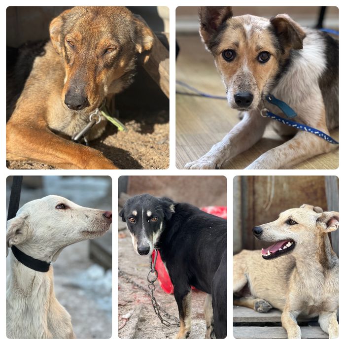 Собаки в хорошие руки