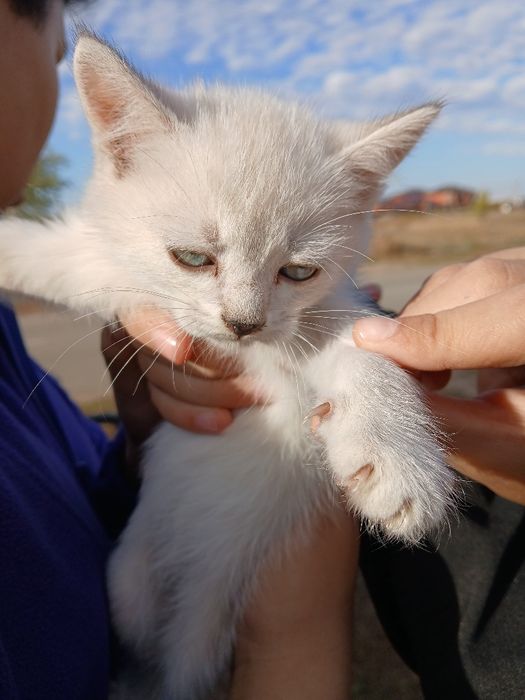 Кот британски пушистый