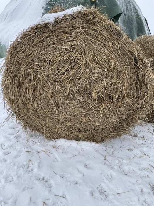 Balotii de paie uscate si fara mucegai