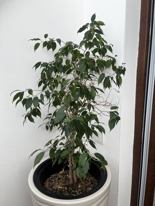 Комнатные цеты фикус бенджамина