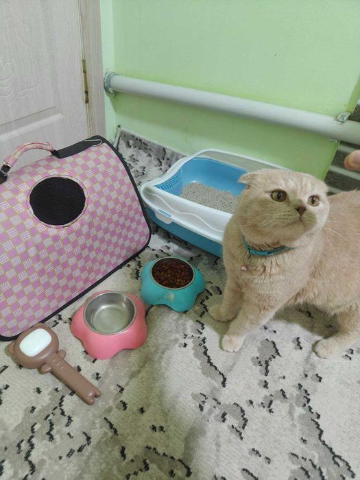 Scottish fold mushuk