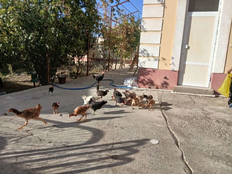 Istarali hamyonbop Xonaki tovuqlar