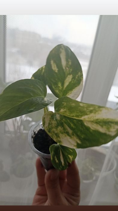 Цветы (отростки)