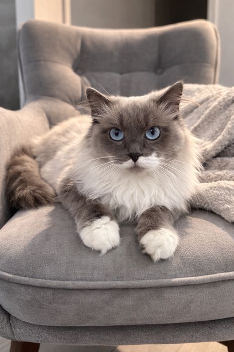 Кошечка ПУДРА ищет семью.