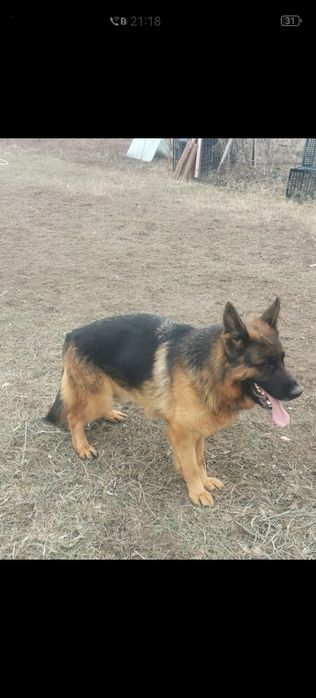 Pui ciobănesc german