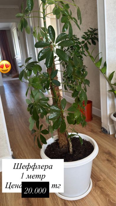 Продаю домашние цветы