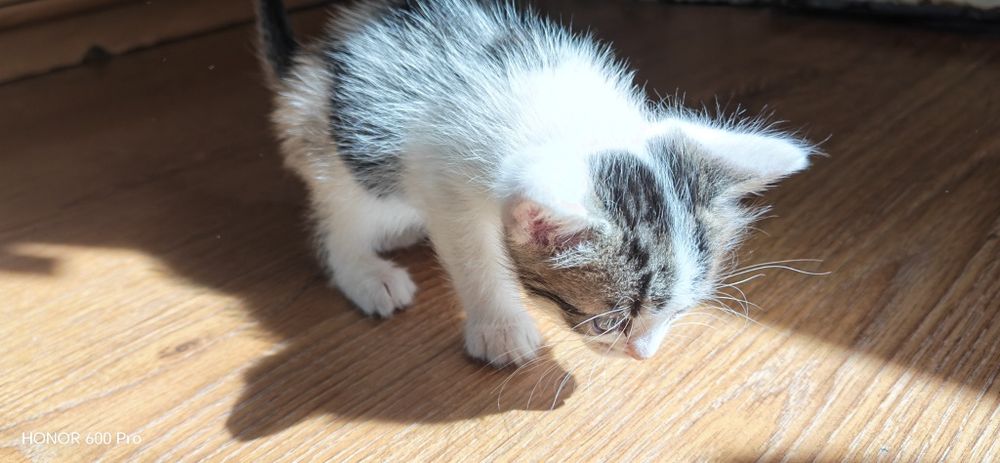 Котета се подаряват