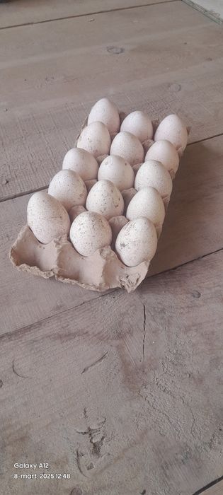 Kurka tuxumi sotiladi domashniy