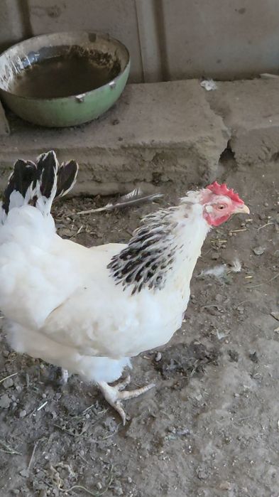 Куры. Адлерская несушка. Продам