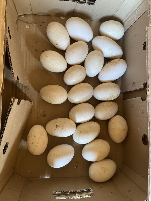 Қаздар сатылады оптом