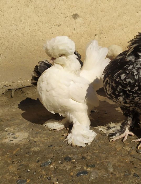 Kareski yaponcha va ko shamo tuxumlari zakazga yig'ib beraman