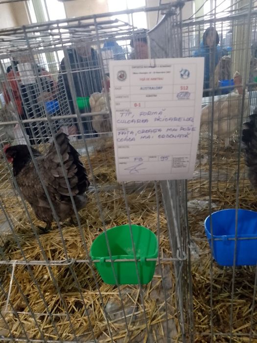 Familie australorp!!! Oferta!