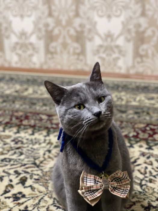 Scottish straight СРОЧНО!!