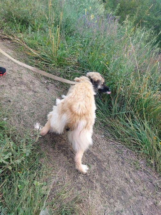 Пристраивается в хорошие руки