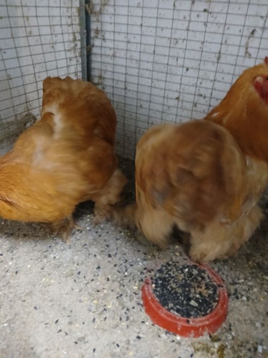 Vând  găini Brahma   și  Cochinchina