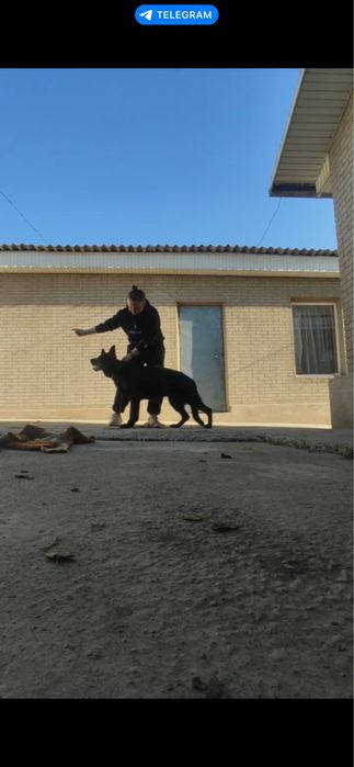 Предоставляю услуги хендлера/кинолога