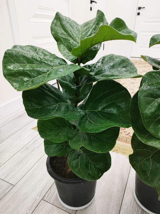 Комнатные растение, доставка