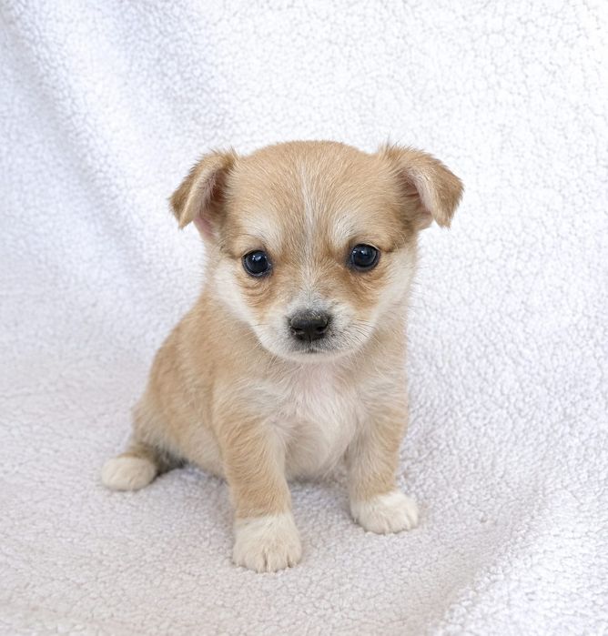 Chihuahua mini toy cu păr lung
