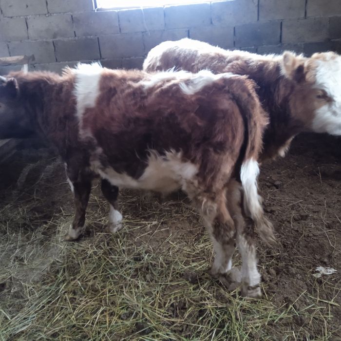 Продам 2 бычков ...