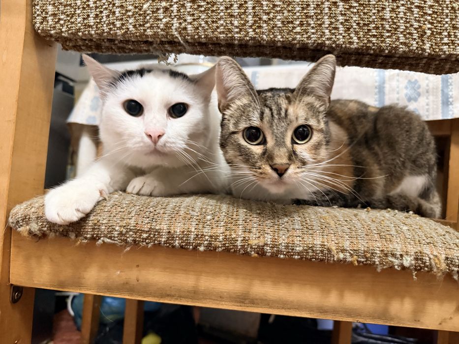 Млада котка търси дом