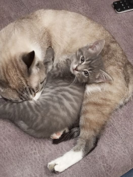 Отдам котёнка мальчика