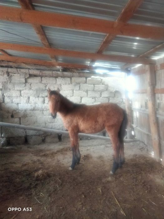 Құлынды бие сатылады.