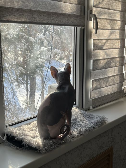 Котик, сфинкс- канадский