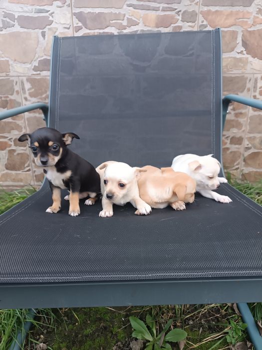 Малки пинчерчета