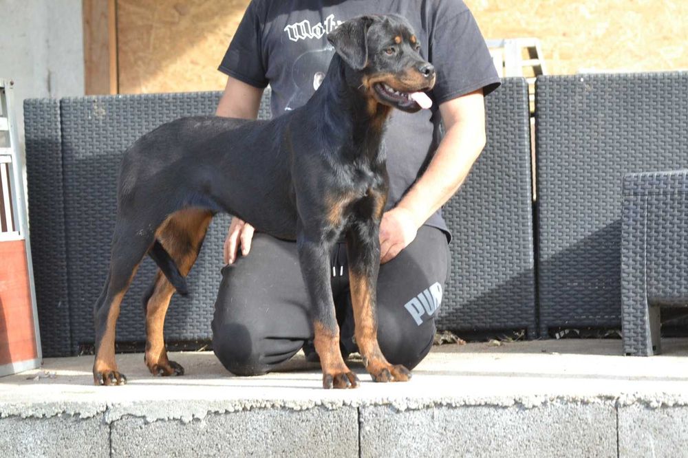 Femela rottweiler 7 luni