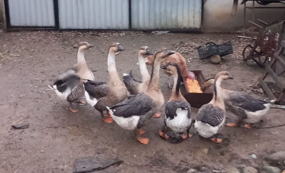 Vand gaste americane