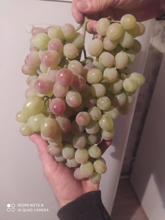 Жүзім көшеттері сатылады