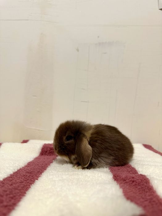 “Farzandingizga mehribon do‘st — Basmala Farm minik quyonlari!”