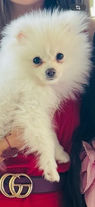 Пумеран мини. ..