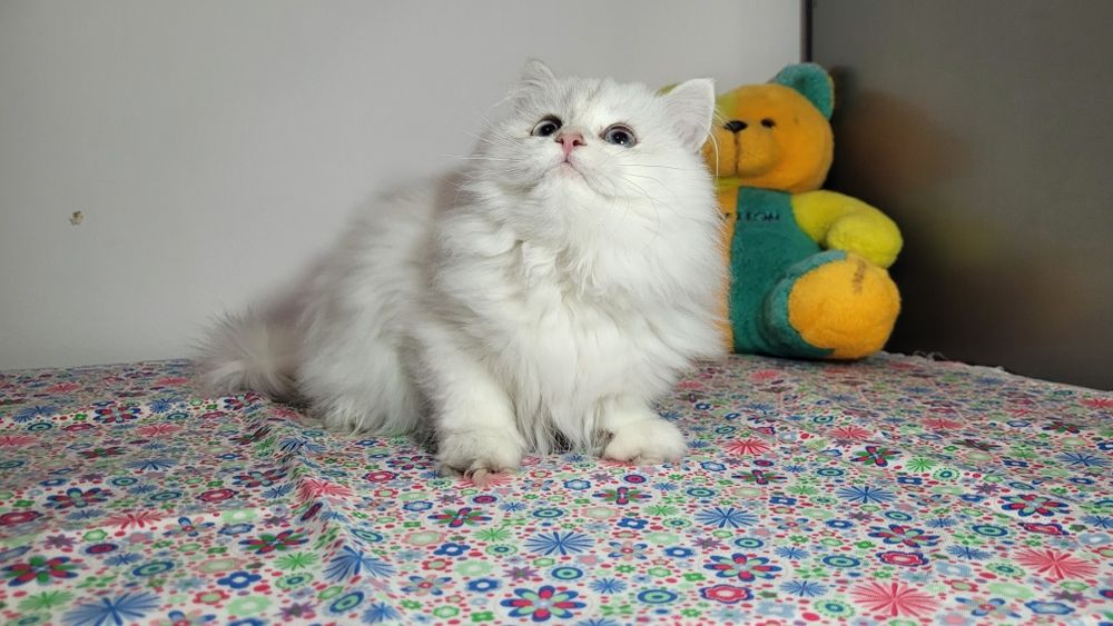 British Longhair  cu pedigree  NS 11 33