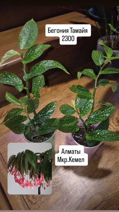 Комнатные растения