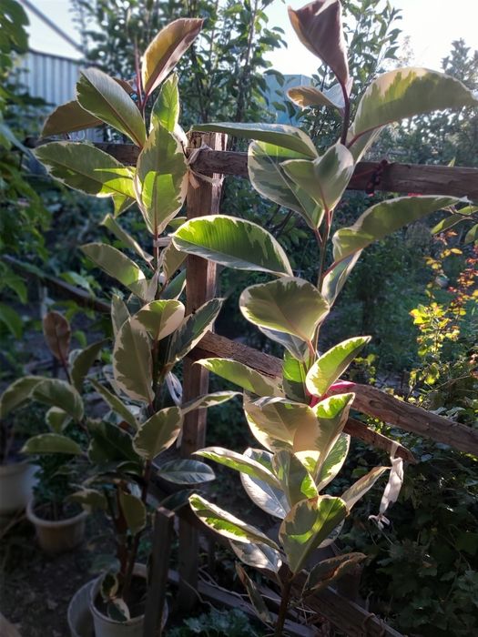 Фикус Эластика «Мелани» вариегатный